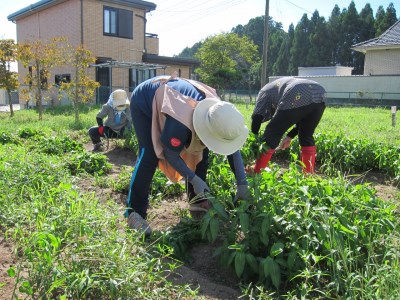 022f003 【限定10枚】ならは藍染め会　藍染めストール（絹）～乾燥葉染め～