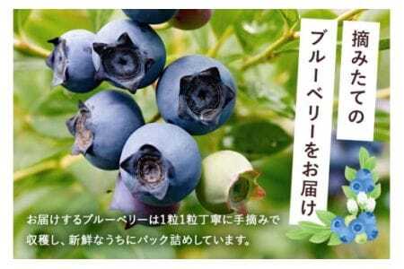 【 2026年 先行予約 】元気に育った ブルーベリー 1.5kg 生 ( 300g 5パック ) 農薬 栽培期間中 不使用 果物 フルーツ 新鮮 1.5キロ 手摘み 国産 産地直送 農家直送 産直 