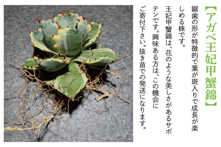 BN031　お部屋の癒し　観葉植物「アガベ（王妃甲蟹錦）」と植物育成ライト「ヘリオスグリーンLED（ホワイト）」の2点セット