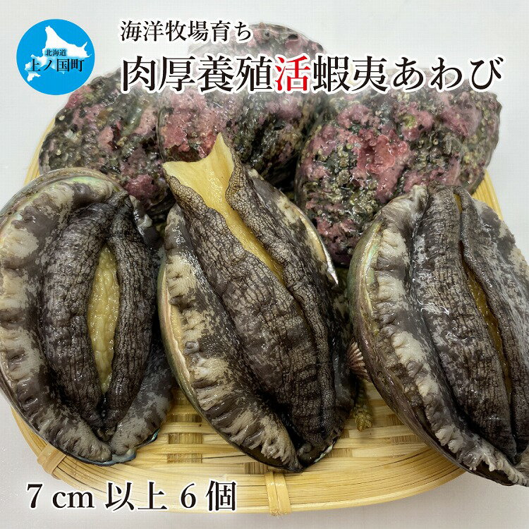 【ふるさと納税】北海道上ノ国町 海洋牧場育ち養殖活蝦夷あわび（7cm以上×6個）　活あわび　活アワビ　鮑　新鮮　海鮮　産地直送　魚介類　お刺身　お祝い　貝　美味しさに訳あり　おせち食材　ステーキ　高級海鮮　バーベキュー　酒蒸し　バター焼き