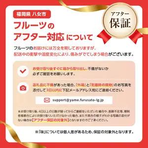 【先行受付】博多ピオーネ 1.4kg（約350g×4パック）【ＪＡふくおか八女】｜7月上旬～発送予定 ぶどうピオーネ 上品な香りのぶどうピオーネ 食べ応えがあるぶどうピオーネ 丁寧に育てたぶどうピオー