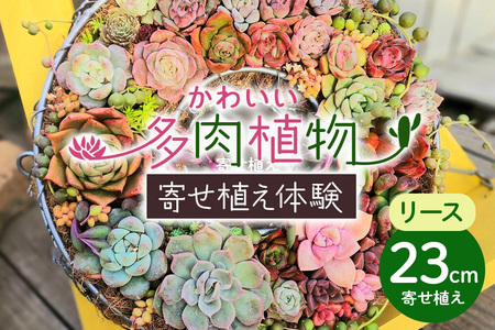 可愛いリース23cm多肉植物寄せ植え体験