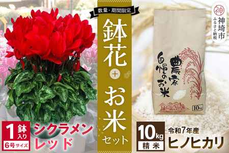 【先行受付11月20日より発送 数量・期間限定】 鉢花 シクラメン レッド6号鉢×1鉢＋ヒノヒカリ(精米)10kgセット【ふるさと納税 シクラメン お米】(H069122)