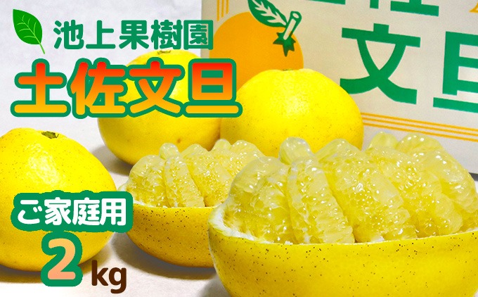 土佐文旦　家庭用2kg（池上果樹園）