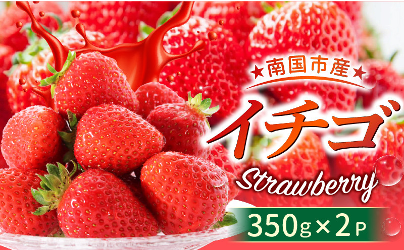 
            大人気 ！ いちご 700g （ 350g × 2パック ）| 苺 フルーツ いちご ストロベリー 人気 名産地 くだもの デザート 高評価 厳選 高級 ギフト 贈り物 人気 おすすめ イチゴ 数量限定 期間限定 先行予約 こだわり栽培いちご 高知県 南国市

          