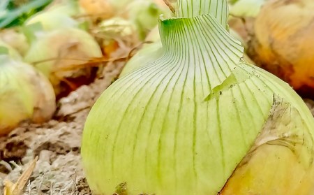 農家直送！【奈良農園】淡路島玉ねぎ ≪10kgサイズ色々≫