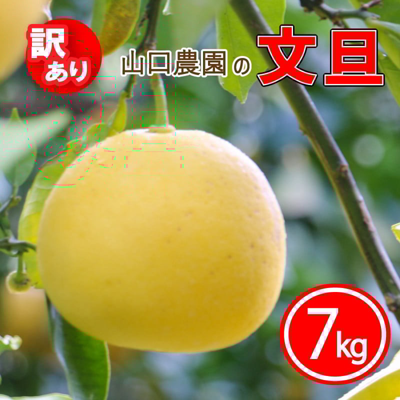 
                  先行予約 訳あり 文旦 7kg ぶんたん みかん 蜜柑 果物 柑橘 フルーツ ミカン 産地直送 国産 農家直送 期間限定 数量限定 特産品 傷 シミ サイズミックス ジャム マーマレード ピール 柑橘 手作り お菓子 サラダ 旬の果物 ジュース ゼリー ビタミン 美容 健康 愛媛県 愛南町 山口農園 
                