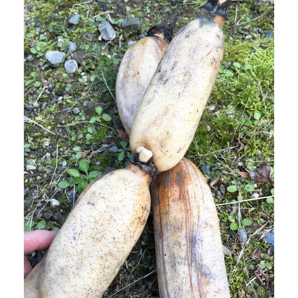 【ふるさと納税】冬こそ皮ごと丸かじり！栽培期間中農薬・化学肥料不使用棚田レンコン!　約2kg | 棚田レンコン れんこん 野菜 やさい 食品 人気 おすすめ 送料無料