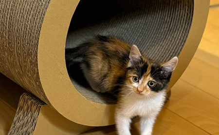 猫の爪とぎ　ローリングトンネル 猫 ねこ ネコ キャット cat 爪とぎ ダンボール 段ボール かわいい 日本製 国産 おもちゃ ペット インテリア 愛猫 動物 猫用品 猫用玩具 グッズ 愛猫へプレゼ