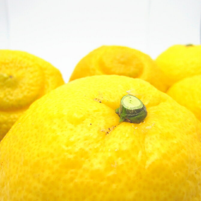 【ふるさと納税】特撰　はるか　約2kg 約3kg 約5kg　【2026年1月下旬～3月下旬頃に順次発送】