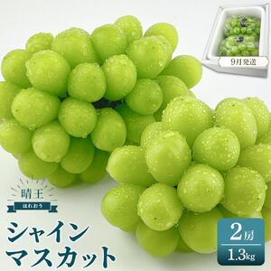 シャインマスカット　晴王　2房　約1.3kg｜  シャインマスカット