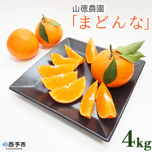 先行予約 紅まどんなと同品種！＜山徳農園 「まどんな」 約4kg＞  愛媛果試第28号 果物 くだもの マドンナ みかん ミカン 蜜柑 柑橘類 フルーツ 食べて応援 特産品 産地直送 西宇和 愛媛県 