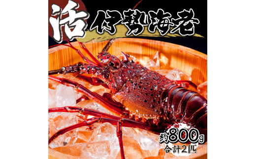 HRISI-80 【先行予約】＜数量限定＞宮崎県串間産伊勢エビ（約800g）【豊漁丸】