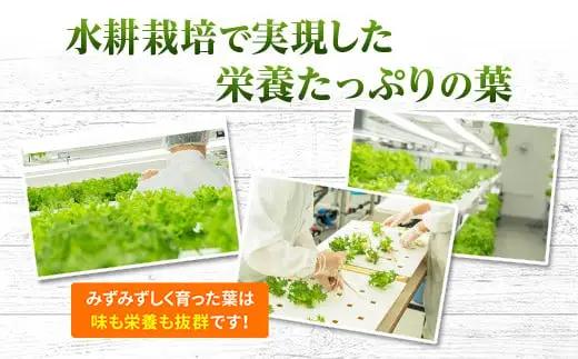【レタス定期便　毎月お届け3ヵ月】レタス 6個