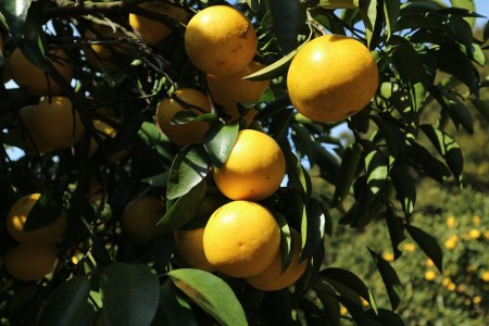 井村農園の小夏（５kg）日向夏 みかん 柑橘 フルーツ こなつ ﾆｭｰｻﾏｰｵﾚﾝｼﾞ 先行予約【R00357】