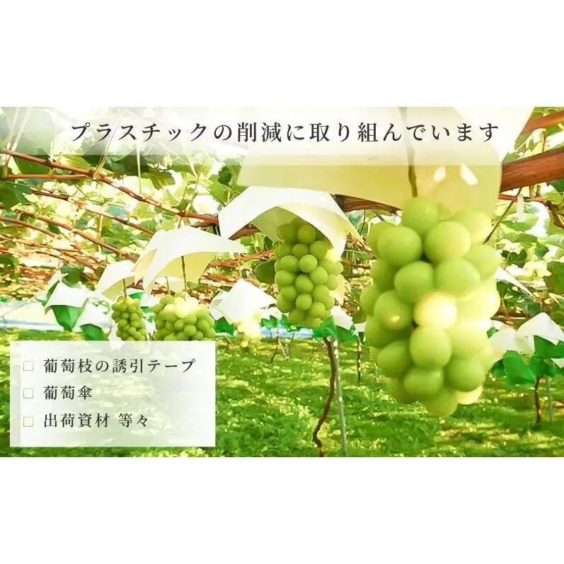 ぶどう 冷蔵貯蔵 シャインマスカット 2房 1kg ぶどう