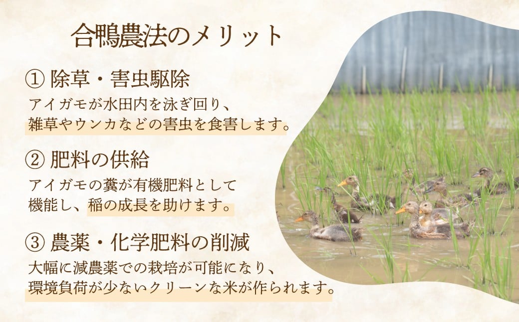 アイガモの力を借りてオーガニックで育てたおいしいおコシヒカリ