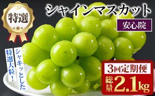 ＜定期便・全3回(連続)＞特選シャインマスカット(総量2.1kg・約700g×3回)シャインマスカット ぶどう 葡萄 フルーツ 果物 くだもの 果実 特選＜先行予約受付中！2025年8月下旬より順次発送予定＞＜北海道、沖縄、離島配送不可＞【206300200】【大分県農業協同組合　北部エリア】