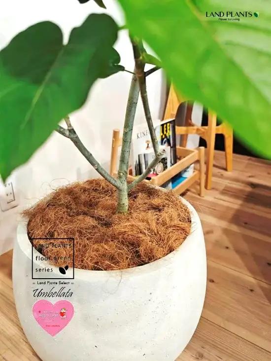 ウンベラータ （低木仕立ての自然樹形） 10号 白色 ぽってり スタイリッシュ 植木鉢 1鉢 【内部受皿・ココファイバー】 フィカス フィカスウンベラータ ゴム ゴムの木 ウランベータ ウンダベータ 