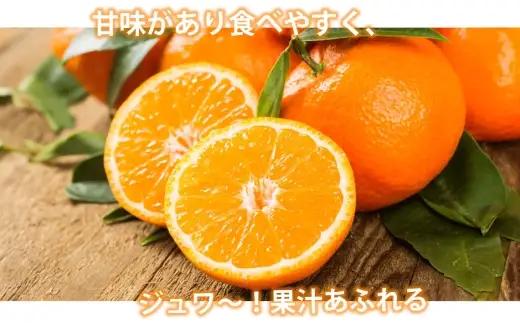 ＜ R8年熊本地震復興支援 ＞みかん 秀品 約10kg ミカン 果物 くだもの フルーツ 果実 極早生みかん 柑橘類 柑橘系 柑橘 国産 熊本県産 露地栽培 【 2026年10月上旬から2027年2月