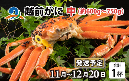 【先行予約】【10月までの受付分のみ対象】越前がに 中 （約600g～750g） 1杯【2025年11月中旬より順次発送】