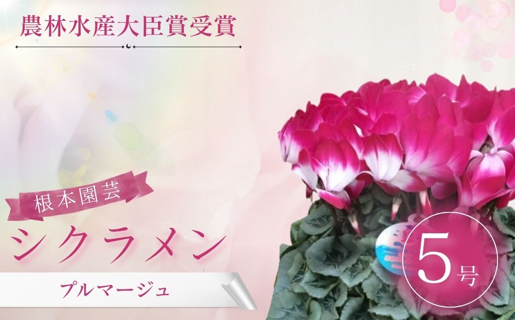 【2026年 先行予約】シクラメン プルマージュ 5号 | 花ギフト 花苗 鉢植え aj006-aa