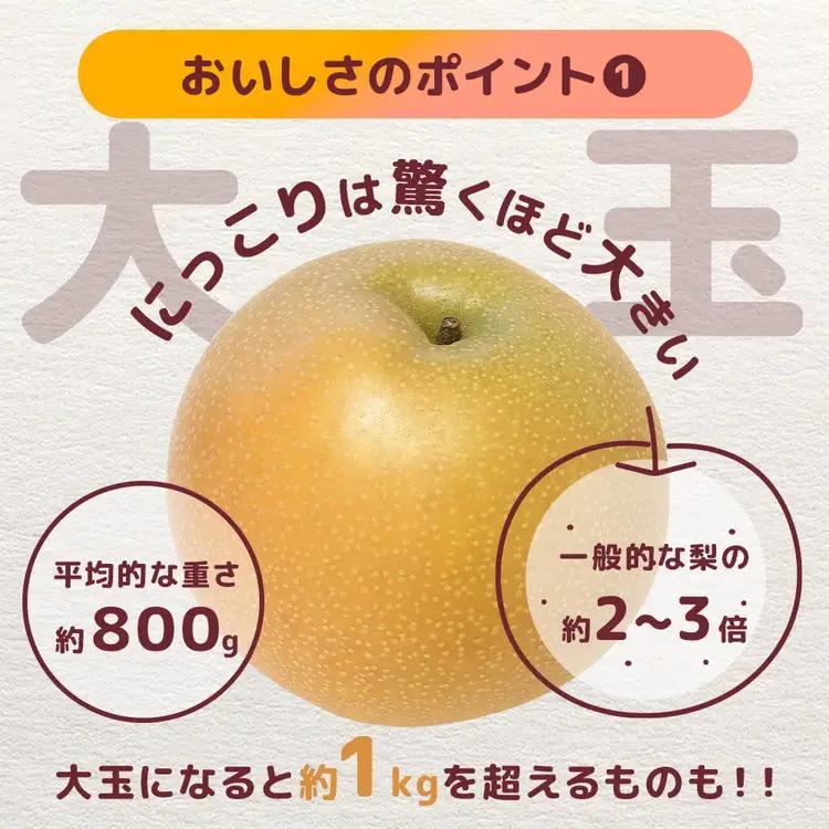 【先行予約】栃木の梨 にっこり 5kg | 梨 秋の味覚 果物 くだもの フルーツ ※2026年10月～発送
