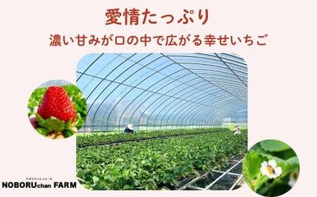 【先行予約】のぼるちゃんファームの古都華 いちご 約1,620g(270g×6パック) idm003【2027年1～4月発送】