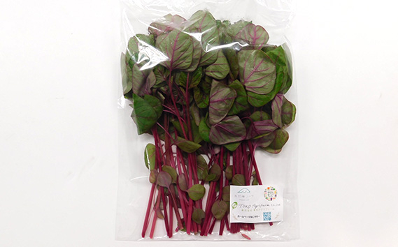 No.157 【毎月定期便3回】朝採りお日様リーフ5種セット