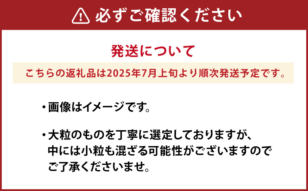 熊本県産 大粒 冷凍 ブルーベリー 1.5kg（500g×3パック）