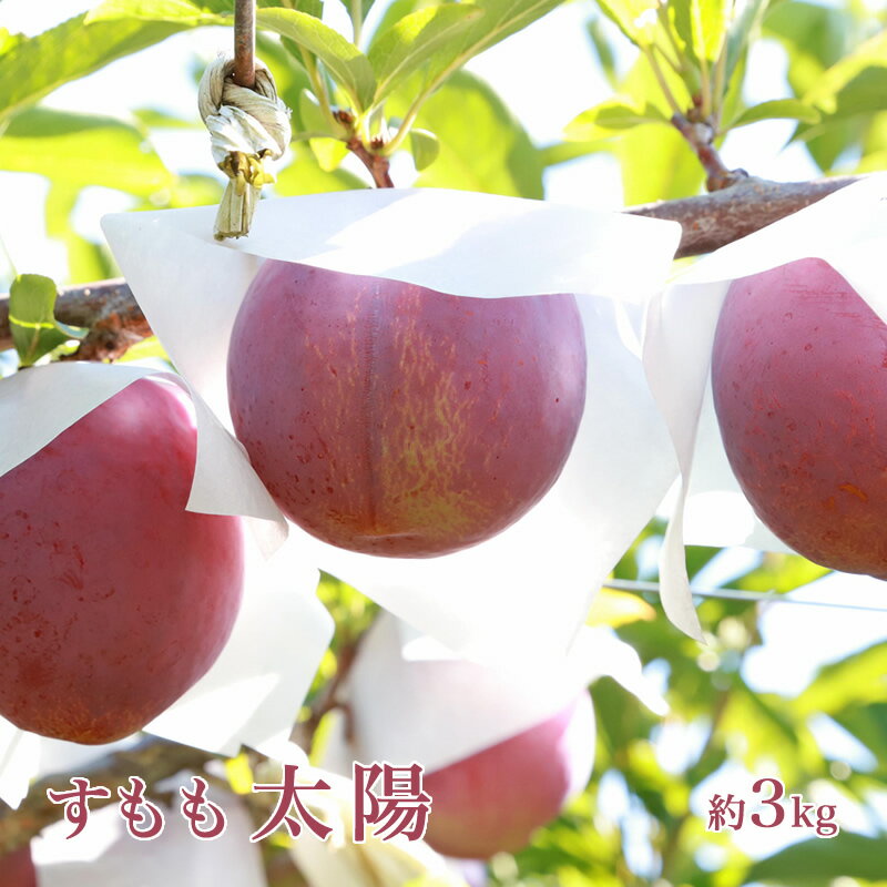 【ふるさと納税】 5-14 【2025年／令和7年発送先行予約】すもも【太陽】10から13玉入り×2箱約3kg ふるさと納税 おすすめ 山梨県 南アルプス市 送料無料 ALPAA016