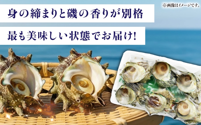 人気 新鮮 海鮮 特産品 贈り物 ギフト   魚介 ごはんのお供 朝食 昼食 夕