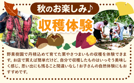 収穫体験 チケット さつまいも掘り 約1kgお持ち帰り 有限会社水野果樹園《90日以内に出荷予定(土日祝除く)》千葉県 流山市 収穫 体験 サツマイモ 体験 野菜