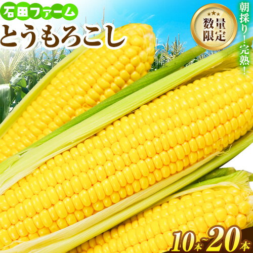 【ふるさと納税】石田ファーム とうもろこし詰め合わせ 10本 20本セット 数量限定 朝採り 野菜 新鮮 夢のコーン 甘獲娘 スターダスト 恵味ゴールド 恵味スター ほしつぶコーン わくわくコーン ロイシーコーン 旬の品種 20本 トウモロコシ キャンプ BBQ SDGs 詰合せ