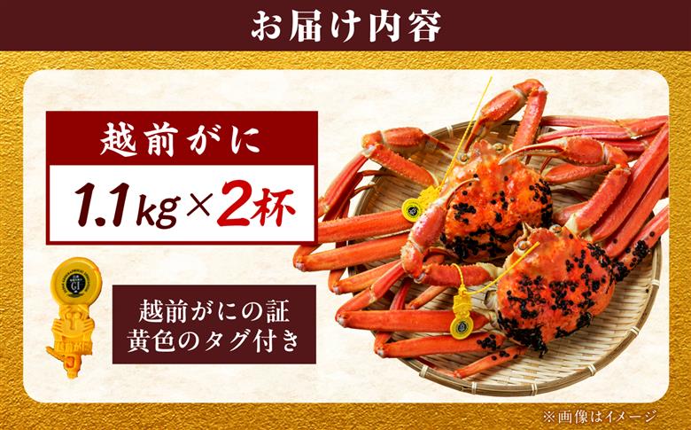 【先行予約/11月18日より順次配送】【訳あり】越前がに 1.1kg×2杯 茹で 福井県産ズワイガニ 脚折れ・欠け / かに カニ 蟹 越前ガニ ズワイガニ ボイル / 小浜市 / 一進わかさ【配送不