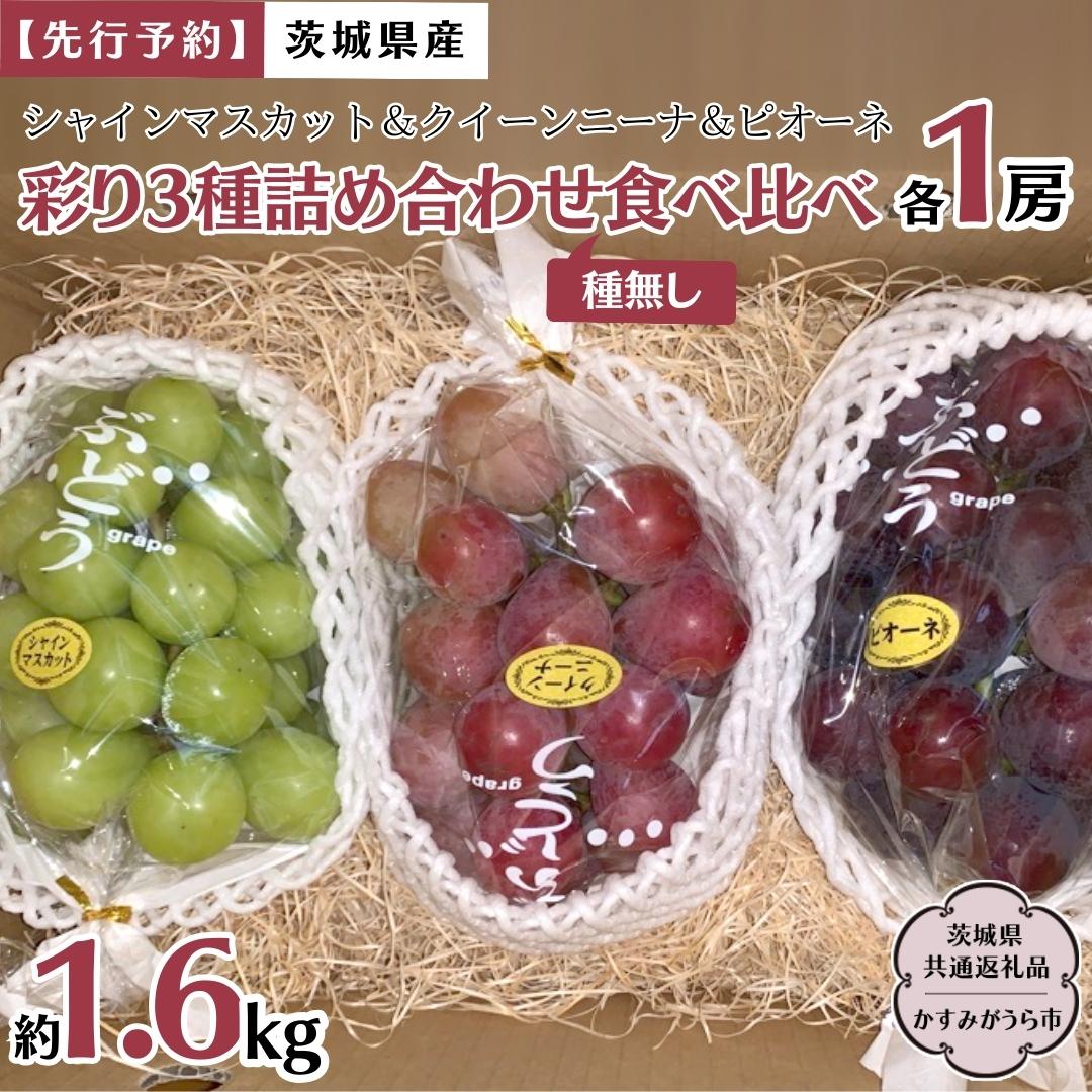 【ふるさと納税】【 先行予約 】 茨城県産【 彩り3種 】シャインマスカット クイーンニーナ ピオーネ 詰め合わせ 種なし 食べ比べ 約1.6kg 各1房 (茨城県共通返礼品 かすみがうら市) 2026年9月中旬発送開始 久保田果樹園 産地直送 フルーツ 甘い 直送 茨城 限定