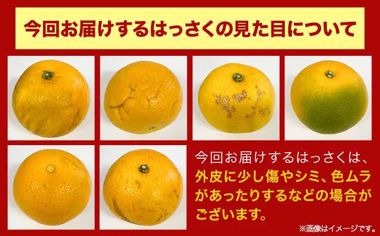 訳あり はっさく八朔 約9kg