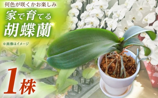 【家で育てる胡蝶蘭！】胡蝶蘭 苗1株 洋蘭 蘭 こちょうらん コチョウラン お花 生花 苗 花苗 【足柄金太郎洋蘭園】開成町 [BDAB001]