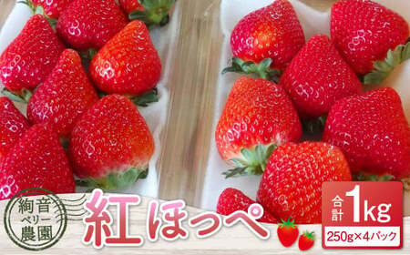 ＜ R8年熊本地震復興支援 ＞絢音ベリー農園 絢 いちご 紅ほっぺ 1kg （250g×4パック） 苺 先行予約 熊本県 フルーツ 厳選 【2026年12月上旬～2027年4月下旬迄順次発送予定】