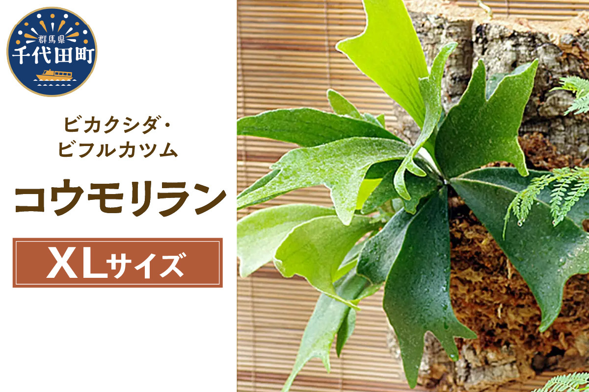 
観葉植物 バージンコルクプランツ コウモリラン ビカクシダ ビフルカツム ＸＬサイズ(１個) 群馬県 千代田町 趣味 インテリア ナチュラル 自然 緑 プレゼント ギフト 贈答用 送料無料 株式会社チャーム
