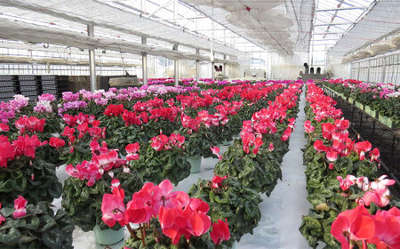 シクラメン 1鉢( 6寸鉢 )クリスマス 冬の花 鉢植え 6寸 1鉢 高品質 国内産 国産 花 生花 観賞 プレゼント 贈り物 ギフト 岩手県 北上市 舶来屋 E0312