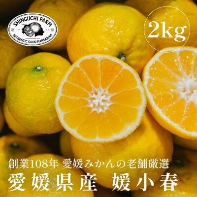 【ふるさと納税】【黄色いのに驚きの甘さ】媛小春 2kg / 3kg / 5kg 【老舗農家厳選】_ みかん ミカン 蜜柑 媛小春 果物 くだもの フルーツ デザート おいしい 甘い かんきつ 柑橘 柑橘類 国産 愛媛 えひめ 愛媛県 八幡浜市 【G1592106】