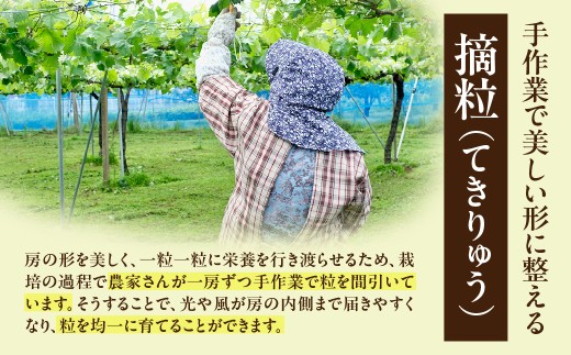 【先行予約】【数量限定】島根県産 シャインマスカット 500g 【215_0001】