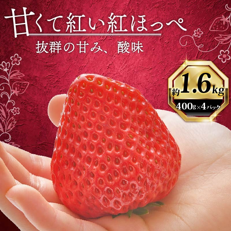 
                  【1月から順次発送開始】 いちご 紅ほっぺ 計 1600g 計 4 パック 高級 イチゴ 苺 セット べにほっぺ  4 パック 400g × 4 パック フルーツ 期間限定 数量限定 苺 イチゴ ベリー フルーツ スイーツ デザート 果物 果汁 ストロベリー 甘い  国産 安心 濃厚 新鮮  贈答用 プレゼント くだもの お歳暮 静岡いちご 静岡苺 静岡県 牧之原市 畠農宝
                