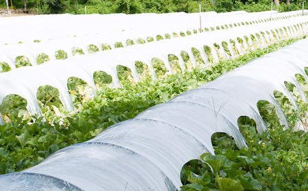 【令和6年産先行予約】産地直送！ 庄内砂丘グレースメロン約5kg(3～5玉) 山形県鶴岡市 佐藤農園　A06-631