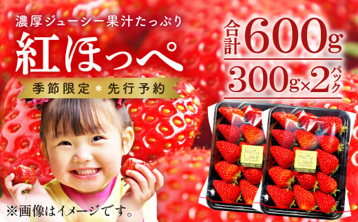 
昔ながらの土耕栽培いちご (紅ほっぺ)300ｇ×2パック【いちご 先行予約 紅ほっぺ 300g 2パック 苺 イチゴ 果物 くだもの フルーツ ギフト 贈答 贈り物 新鮮 冷蔵 期間限定 季節限定 早期予約 2025年1月～4月発送】
