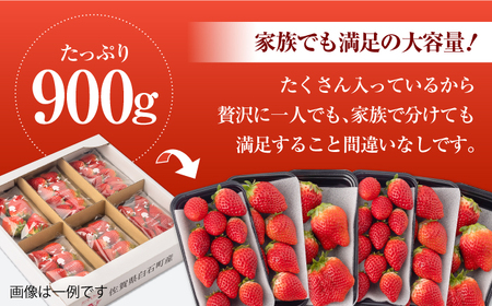 【先行予約】【2027年1月以降発送】【4回定期便】さがほのか＆いちごさん 2種定期便 / いちご [IAA033]