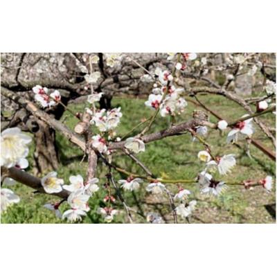 ふるさと納税 田辺市 中山農園の南高梅　完熟梅1kg※2026年6月中旬から順次発送【nak020-1】 |  | 02