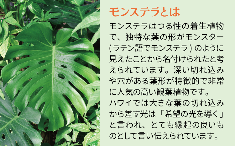 【森水木のラン屋さん】モダン モンステラ 幹立ちの希少な観葉植物 （高さ100～120cm）  幹立ちモンステラ 観葉植物 ギフト 大型モンステラ モンステラ プレゼント おしゃれ 開店祝い 新築祝い
