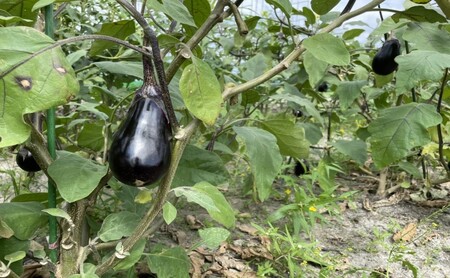 【全6回 奇数月にお届け！】 季節の野菜 詰め合わせ 定期便 「ノウフク・プロジェクト」 【就労支援】
